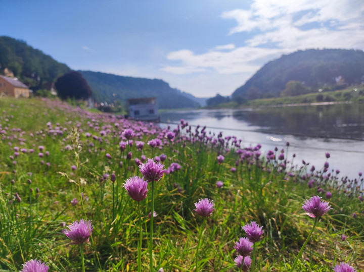 Eine Blumenwiese entlang der Elbe in der Sächsischen Schweiz